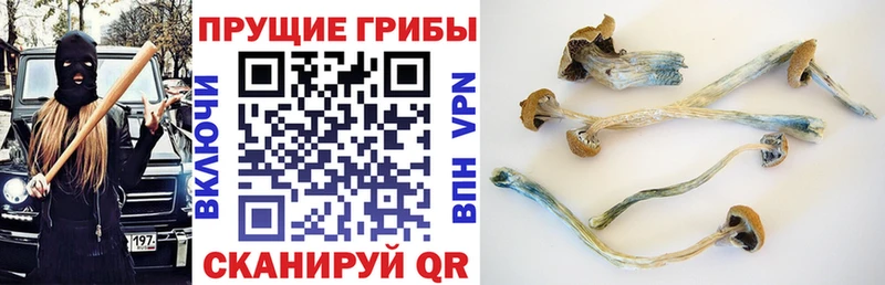 купить закладку  Кириши  Галлюциногенные грибы GOLDEN TEACHER 